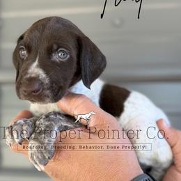 Trout - Liver roan male German Shorthaired Pointer puppy in Six Mile, South Carolina from The Proper Pointer Co.