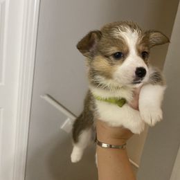Pembroke Welsh Corgi Puppies from Starrs Soda Factory