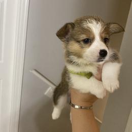 Pembroke Welsh Corgi Puppies from Starrs Soda Factory