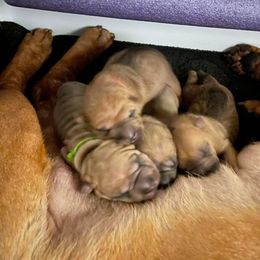Chinese Shar-Pei Puppies from Sunspire Shar-Pei