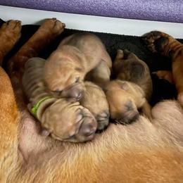 Chinese Shar-Pei Puppies from Sunspire Shar-Pei