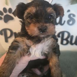 Carter - Black and gold male Yorkshire Terrier puppy in Clermont, Florida from Bella's Prissy Butts