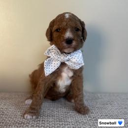 Snowball - Red  male Goldendoodle puppy in Crothersville, Indiana from Wischmeier’s Doodles