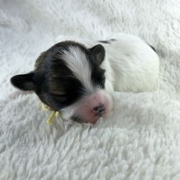 Dachshund and Papillon Puppies from Okie Puppies