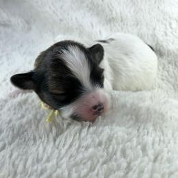 Dachshund and Papillon Puppies from Okie Puppies