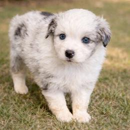 Willow - Blue merle female Miniature Australian Shepherd puppy in Louisville, Mississippi from Kristy’s Kennels