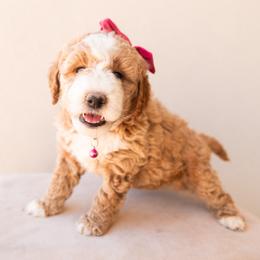 Aussiedoodle and Goldendoodle Puppies from Ever After Doodles Arizona