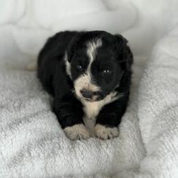 Girl - White and black female Bordoodle puppy in Junction, Utah from Sugar Doodles