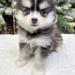 Joplin - Black and white female Pomsky puppy in Sheffield, Iowa from Clover Ridge Pomskies
