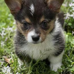American Corgis and Pembroke Welsh Corgis from Lexi's Cajun Kennels
