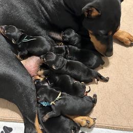 German Pinscher Puppies from LinDee Kennel