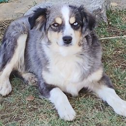 Annie - Miniature Australian Shepherd