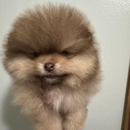 Boy 2 - Chocolate sable male Pomeranian puppy in Channahon, Illinois from Tiny Tots Pomeranians