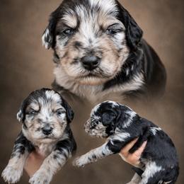 Girl 1, Marla - Blue merle female Bernedoodle puppy in Delphos, Ohio from Route 66 Poodles & Doodles, Sapphire Shih-tzu's of Ohio