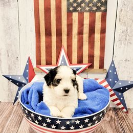 Havanese Puppies from Sweet Southern Havanese