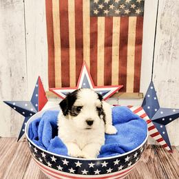 Havanese Puppies from Sweet Southern Havanese