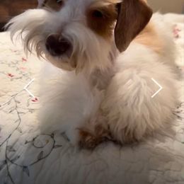 Copper - Miniature Schnauzer