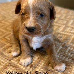 Yellow collar girl - Red  female Goldendoodle puppy in Vian, Oklahoma from Dog Days Doodles