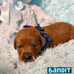 Bandit - Red male Labradoodle puppy in Beecher, Illinois from Erica’s Doodles