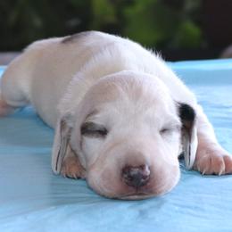 Puppy DD Family Raised Purebred Genetically DNA Tested Parents - Dapple male Dachshund puppy in Haines City, Florida from Divine Dachshunds