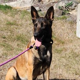 Singer - Belgian Malinois