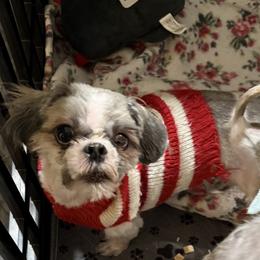 Theodore - Tricolor male Shih Tzu puppy in Stafford, Virginia from Bayview Pups