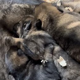 German Shepherd puppies from KnightWatch K-9