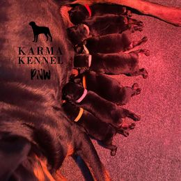 Rottweiler Puppies from KarmaKennelPNW