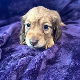 Palmer - Red male Dachshund puppy in Memphis, Tennessee from River City Doxies