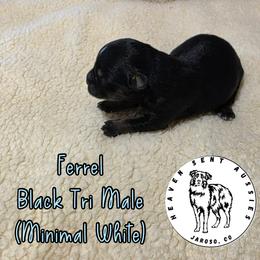 Ferrel - Black tri male Miniature Australian Shepherd puppy in Jaroso, Colorado from Heaven Sent Aussies