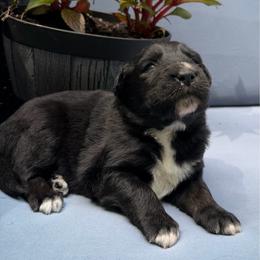 Burrito - Black tri-color male Australian Shepherd puppy in Tuftonboro, New Hampshire from Aussies Edge Farm