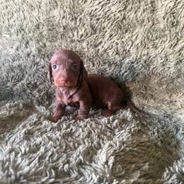 Coco - Chocolate and tan female Dachshund puppy in Moreno Valley, California from rdachshunds