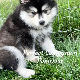 Pomsky Puppies from Perfect Companion Pomskies