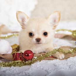 Jaxson - Cream and white male Chihuahua puppy in Orlando, Florida from Destiny Chihuahuas