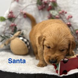 Santa - Dark golden male Golden Retriever puppy in Salt Lake City, Utah from Soaring golden retrievers