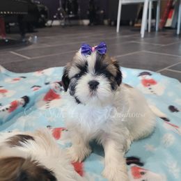 Shih Tzu Puppies from Shih Tzu Playhouse