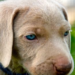 Weimaraner Puppies from Brooksburg Weimaraners