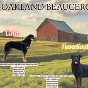 Beauceron puppies from Oakland Beaucerons