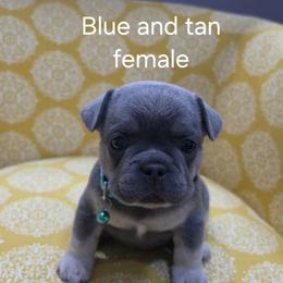 Amethyst - Blue female French Bulldog puppy in Grand Junction, Colorado from Elisabeth's Frenchies