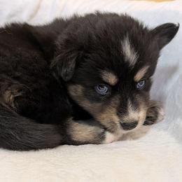 PxD g3 - Black female Pomsky puppy in Charlotte, Michigan from Moore Pomskies