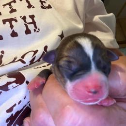 Pequita - Black sabled fawn female Chihuahua puppy in Yamhill, Oregon from Diamond Dog Chihuahuas