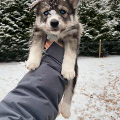 Gouda - Girl 3 🤍 - Agouti and white Siberian Husky puppy in Rhode Island from Home Pack Huskies
