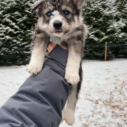 Gouda - Girl 3 🤍 - Agouti and white Siberian Husky puppy in Rhode Island from Home Pack Huskies