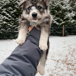 Gouda - Girl 3 🤍 - Agouti and white Siberian Husky puppy in Rhode Island from Home Pack Huskies