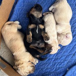 Dachshund puppies from Dashing Dachshunds