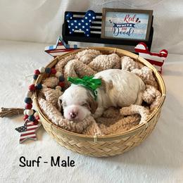 Surf - Green Collar Male - Parti male Goldendoodle puppy in Bradenton, Florida from Suncoast Goldendoodles