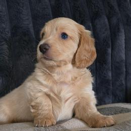 Iceman - Cream male Dachshund puppy in Willcox, Arizona from Tootsie's Tiny Toes