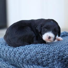 Carrie - Black and white female Bernedoodle puppy in Yuba City, California from Ranch House Doodles