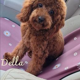 Della - Poodle