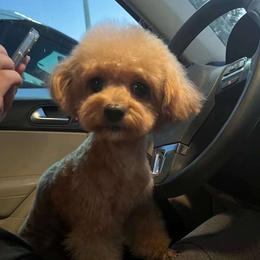 Nemo - Poodle